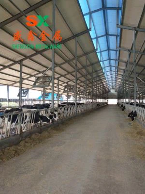 COW CUBKICKING TEBELLE MAHALA